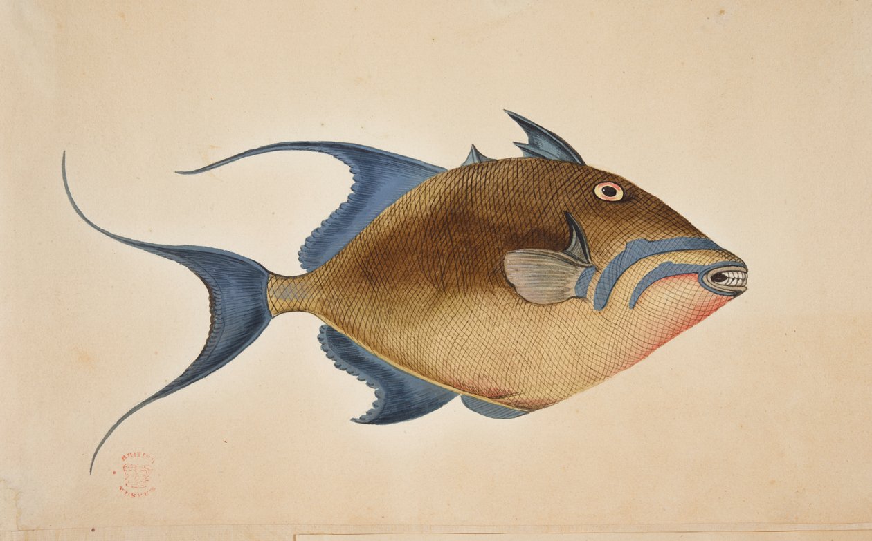 Bir balık. by Mark Catesby