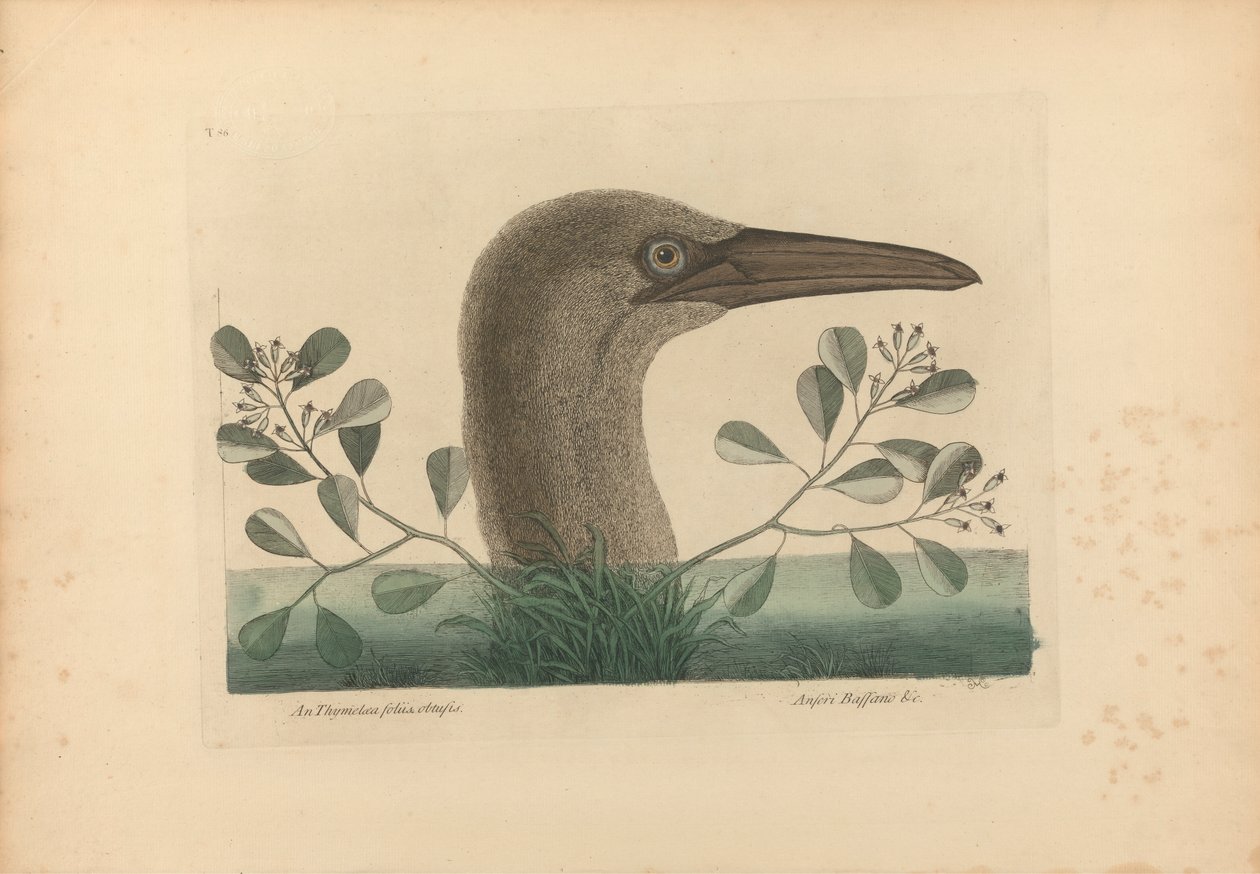 Bir Thymelaea foliis obtusis; Anseri Bassano &c: The Great Booby, Plate 86 from the Natural History of Carolina, Florida, and the Bahama Islands, cilt I, 2. baskı, Londra 1754 by Mark Catesby