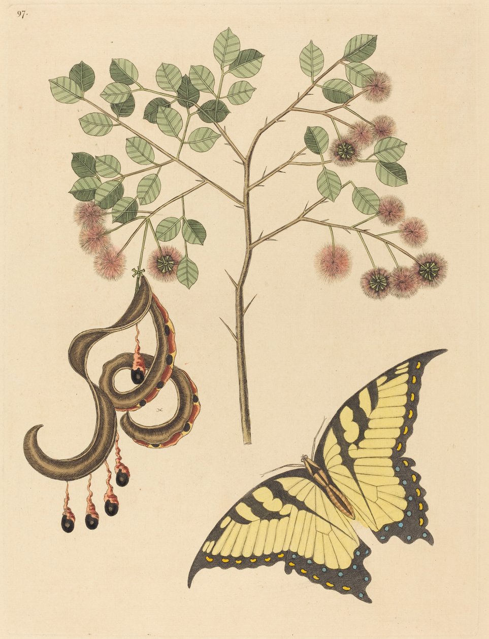 Kedi Pençesi (Mimosa circinalis) by Mark Catesby