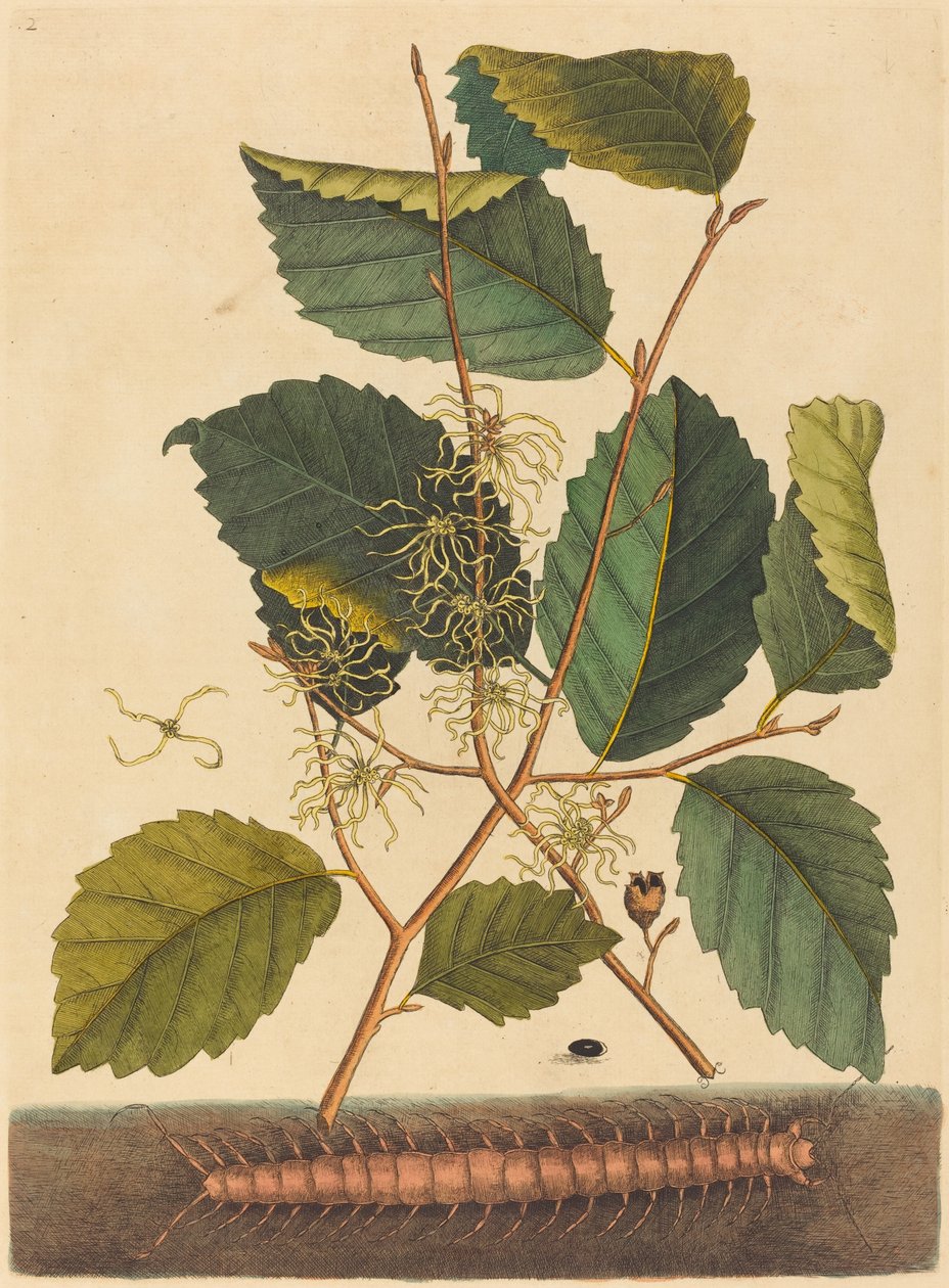 Kırkayak (Scolopendra morsitans) by Mark Catesby