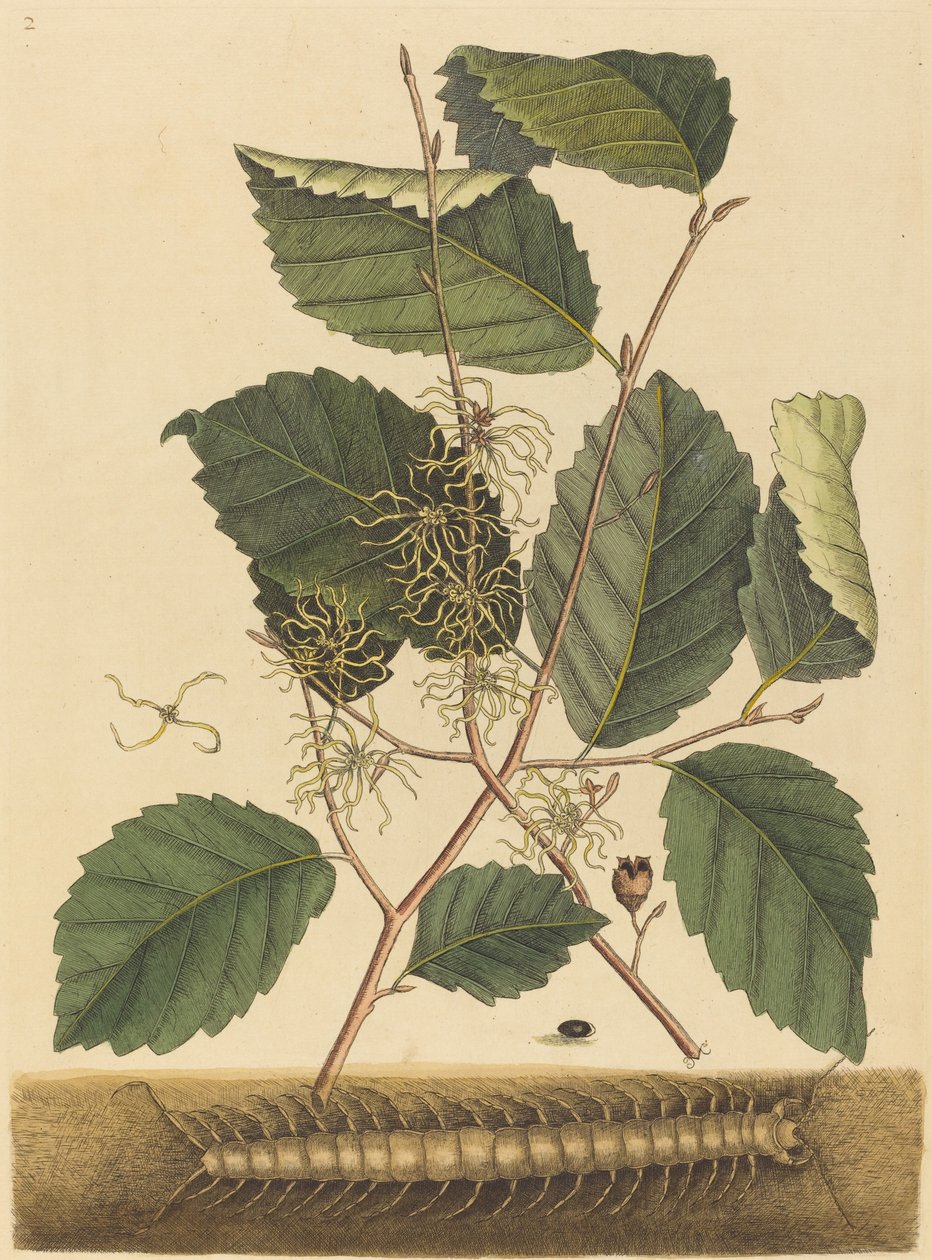 Kırkayak (Scolopendra morsitans) by Mark Catesby