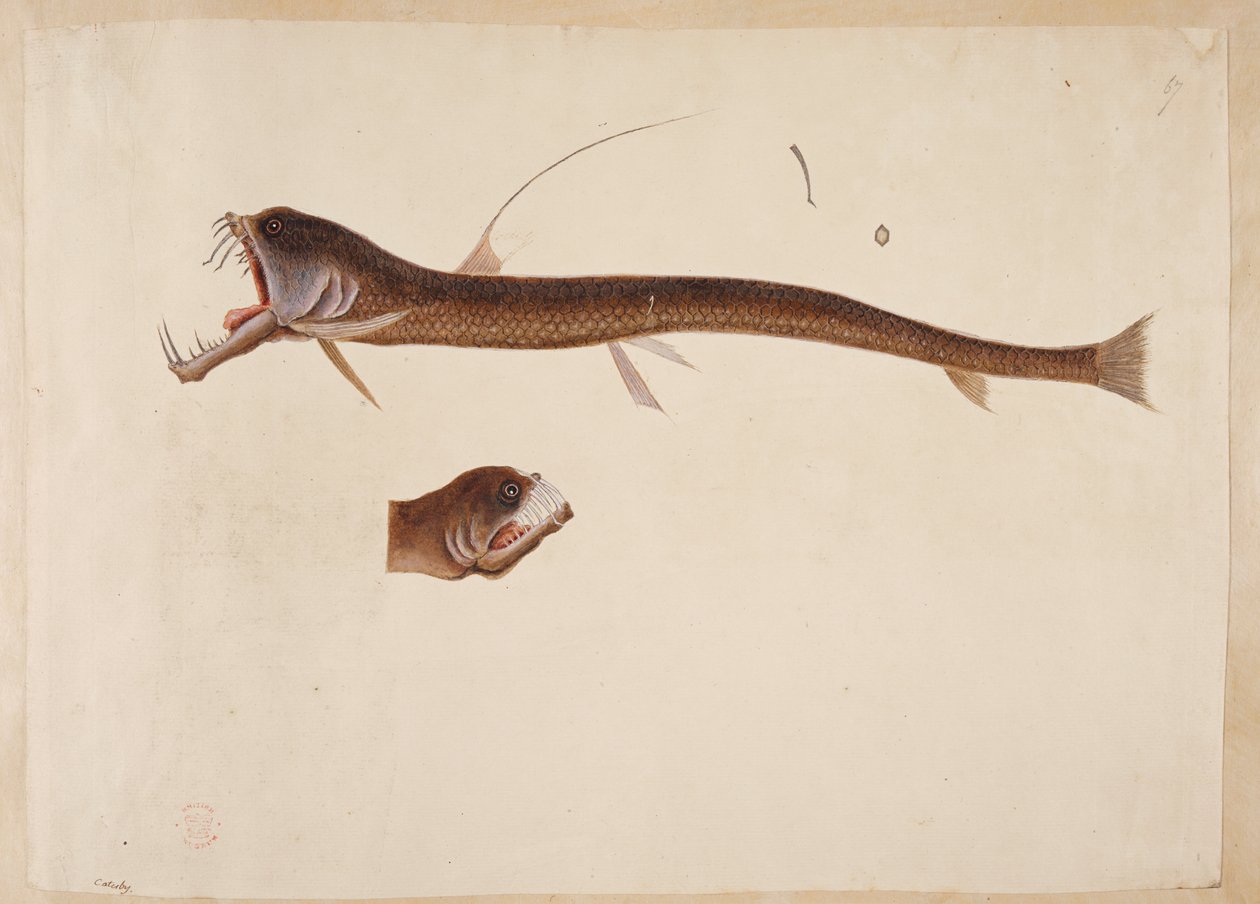 Chauliodus sloanei. Yılanbalığına benzeyen bir yaratık. by Mark Catesby
