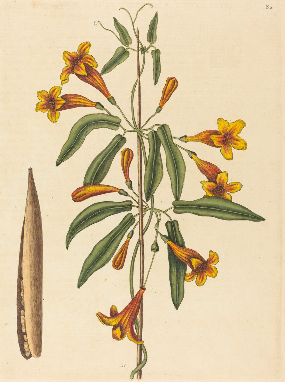 Çapraz asma (Bignonia capreolata) by Mark Catesby