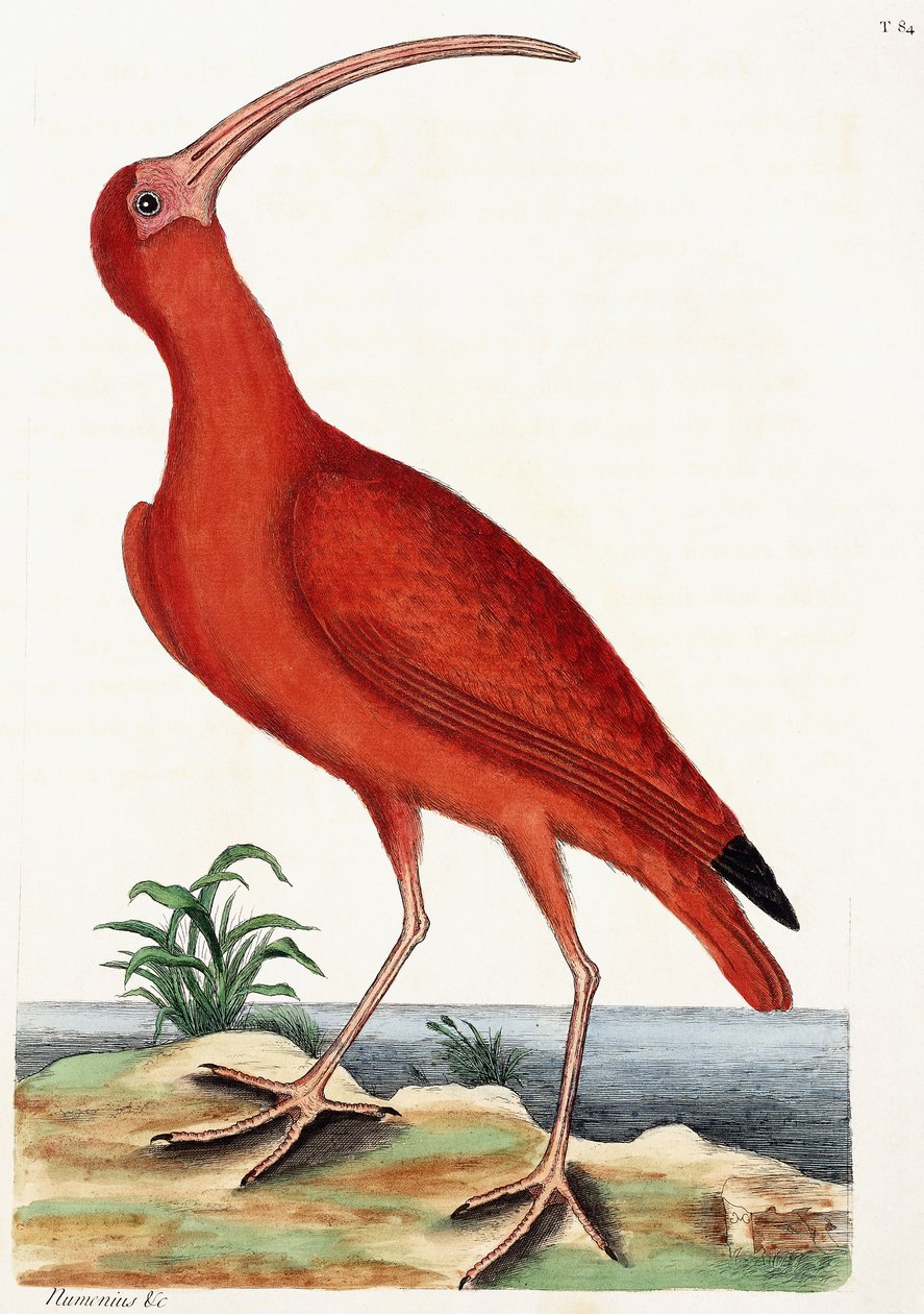Curlew, Numenius, 1771 by Mark Catesby