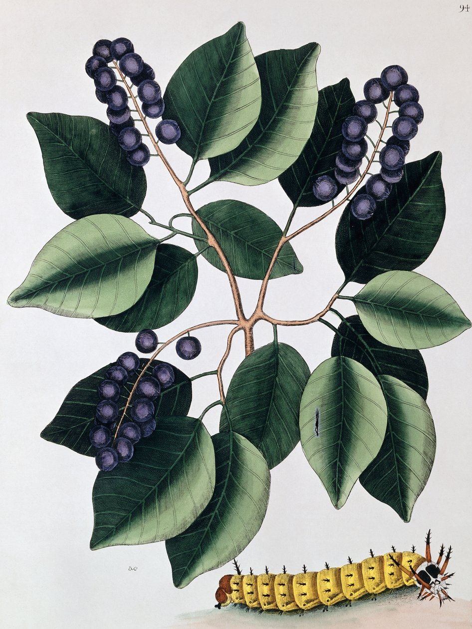 Güvercin Erik ve Büyük Boynuzlu Tırtıl, 1771 by Mark Catesby