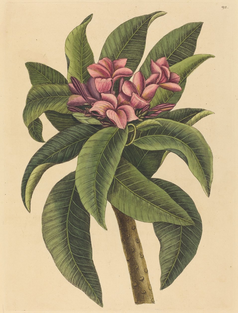 Kırmızı Frangipanni Plumeria rubra, 1731-1743