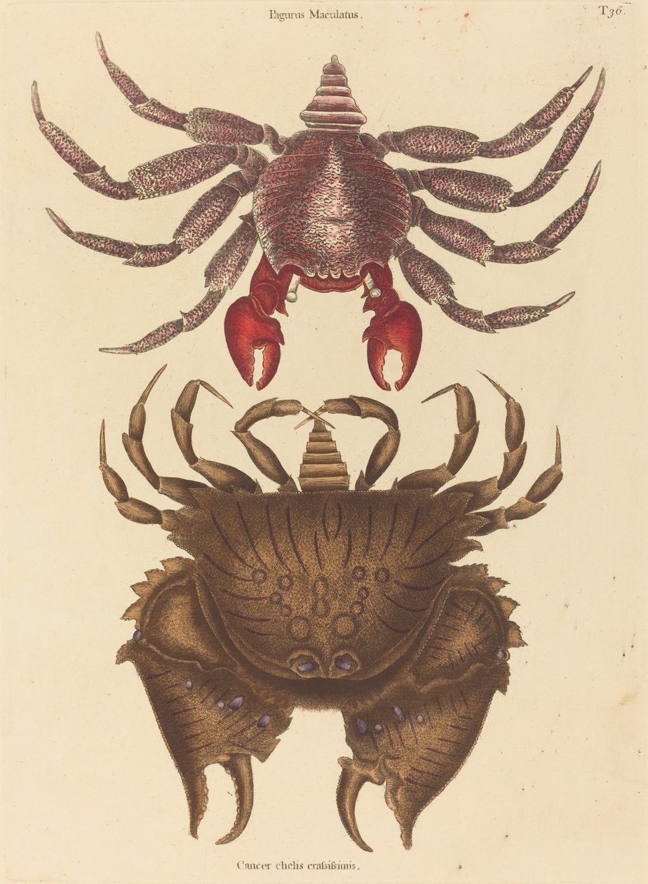 Kırmızı Benekli Kaya Yengeç (Kanser Grapsus) by Mark Catesby