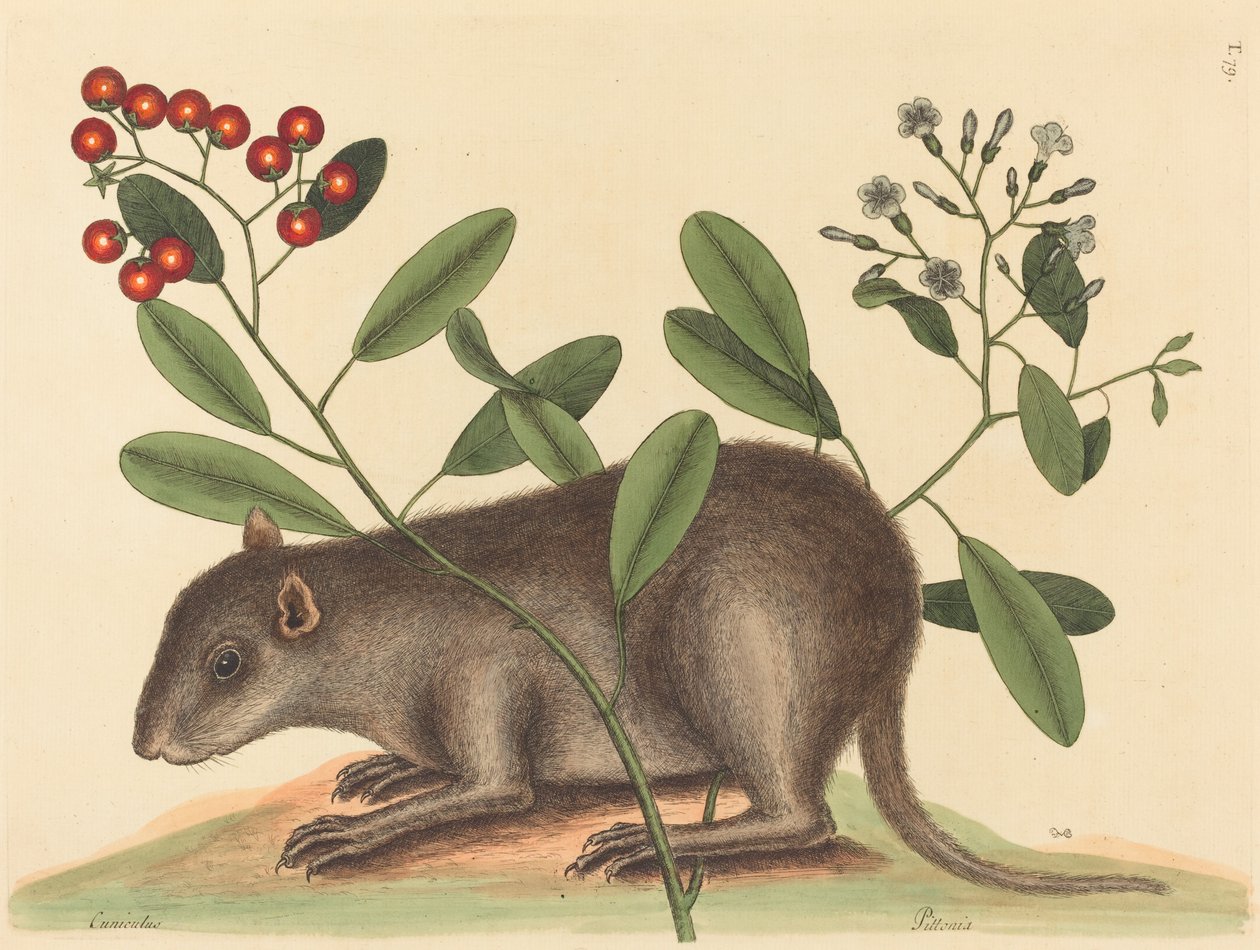 Bahama Coney Mus Monax, 1754