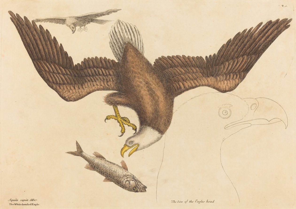 Kel Kartal (Falco leucocephalus) by Mark Catesby