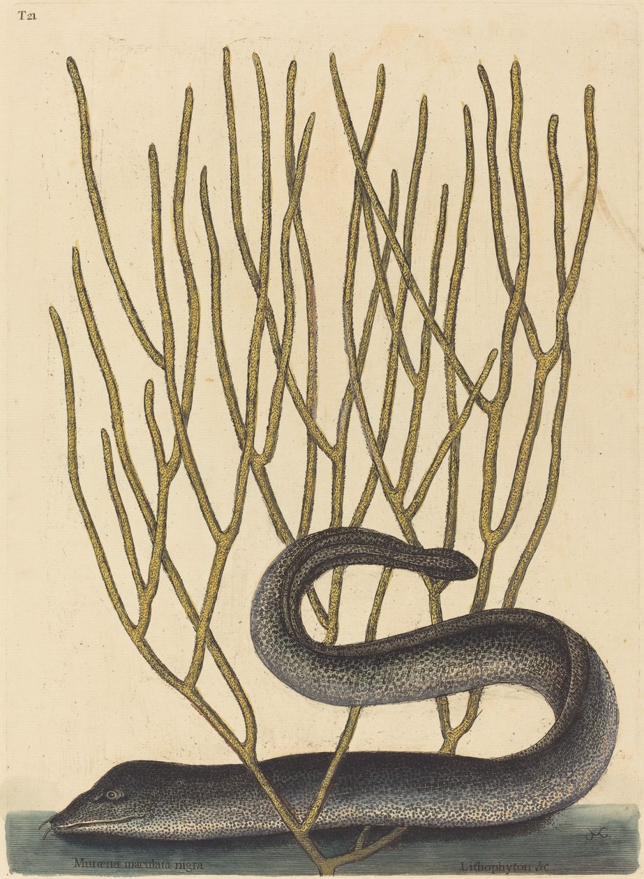 Kara Muray (Muraena helenae çeşidi) by Mark Catesby