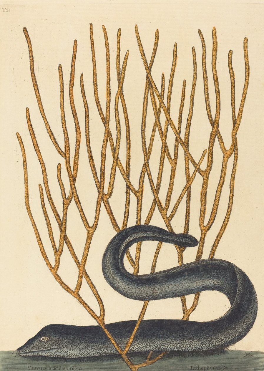 Black Muray Muraenae helenae çeşidi, 1754