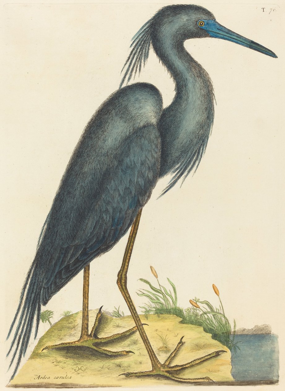 Mavi Balıkçıl Ardea coerulea, 1731-1743