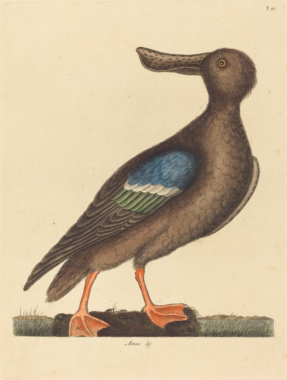 Mavi Kanatlı Kürekçi (Anas clypeata foemina) by Mark Catesby
