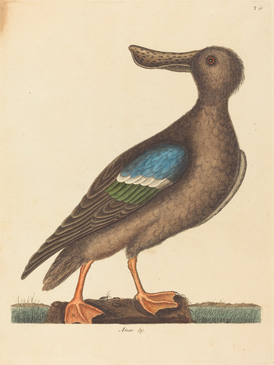 Mavi Kanatlı Kürekçi Anas clypeata foemina, 1754