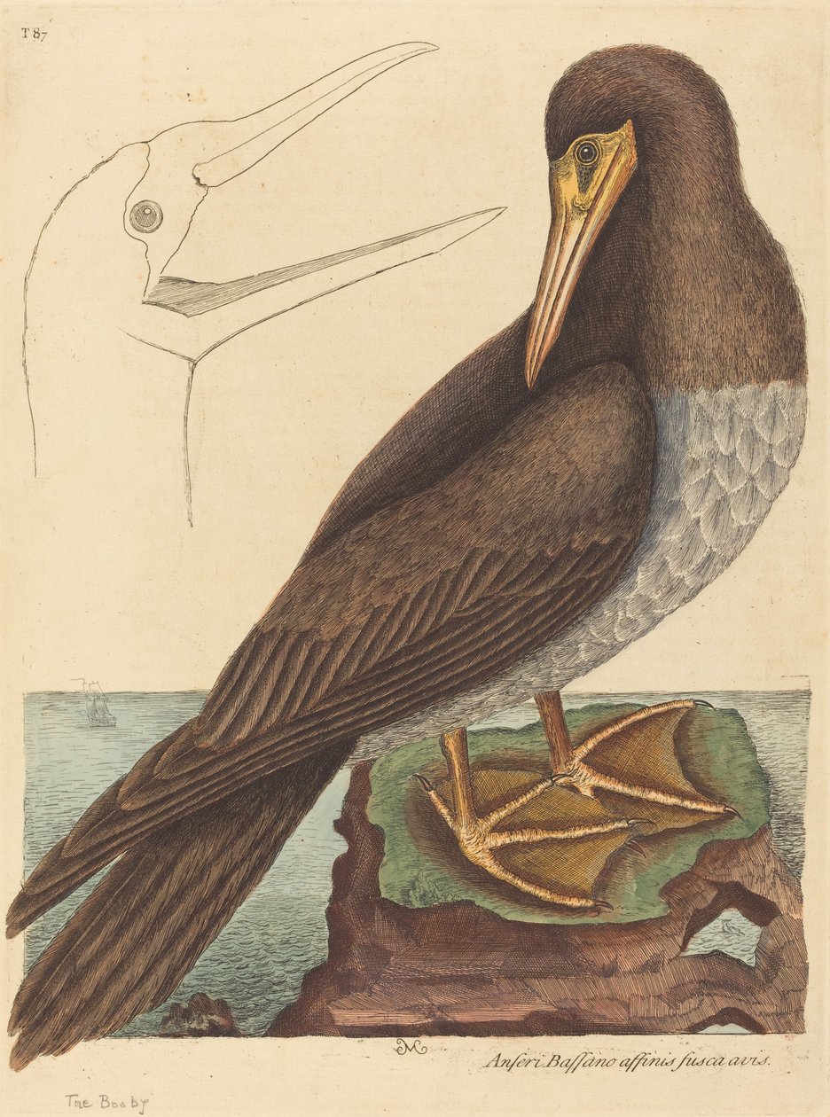 Bubi (Pelecanus Sula) by Mark Catesby
