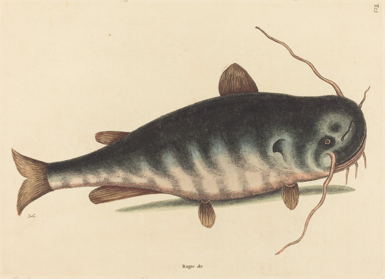 Kedi Balığı Silurus catus, 1754 yayınlandı. by Mark Catesby
