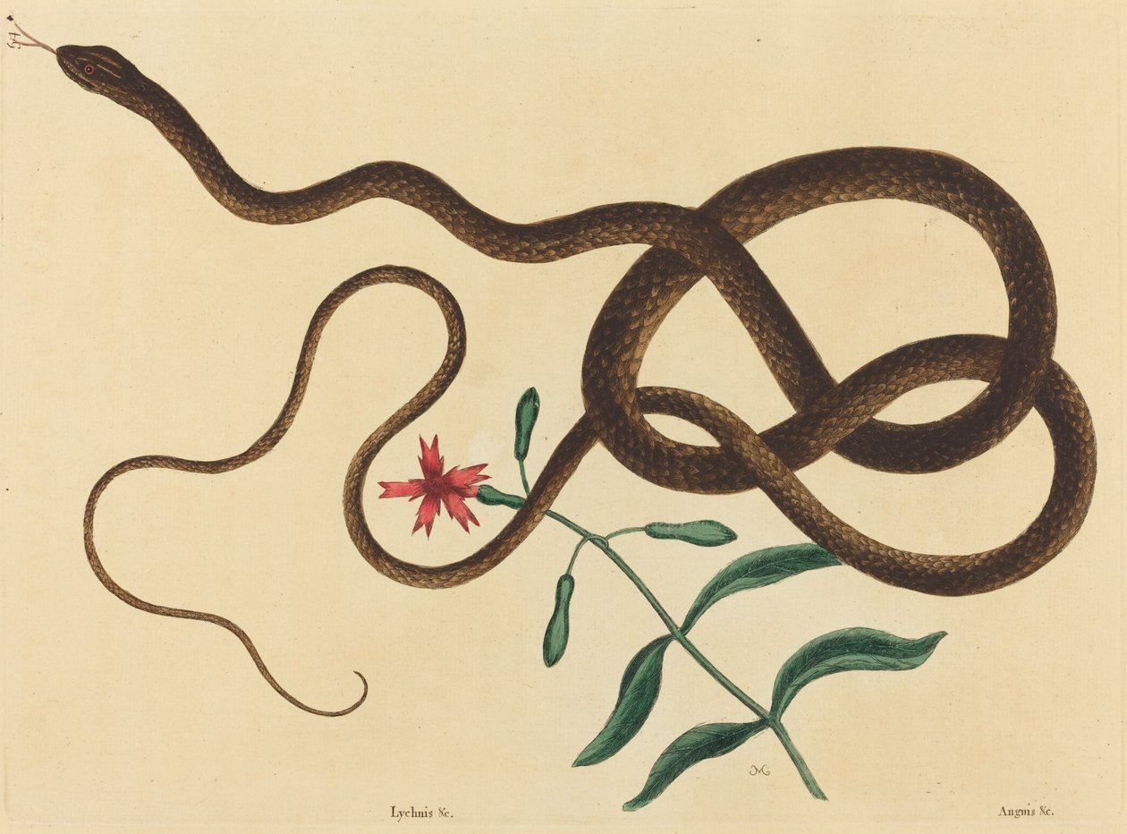 Koç-Kırbaç Yılanı (Coluber flagellum) by Mark Catesby