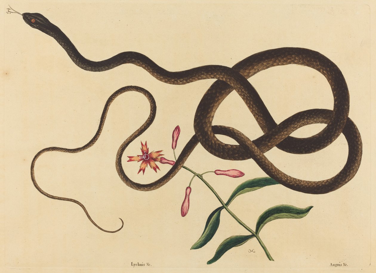 Koç-Kırbaç Yılanı (Coluber flagellum) by Mark Catesby