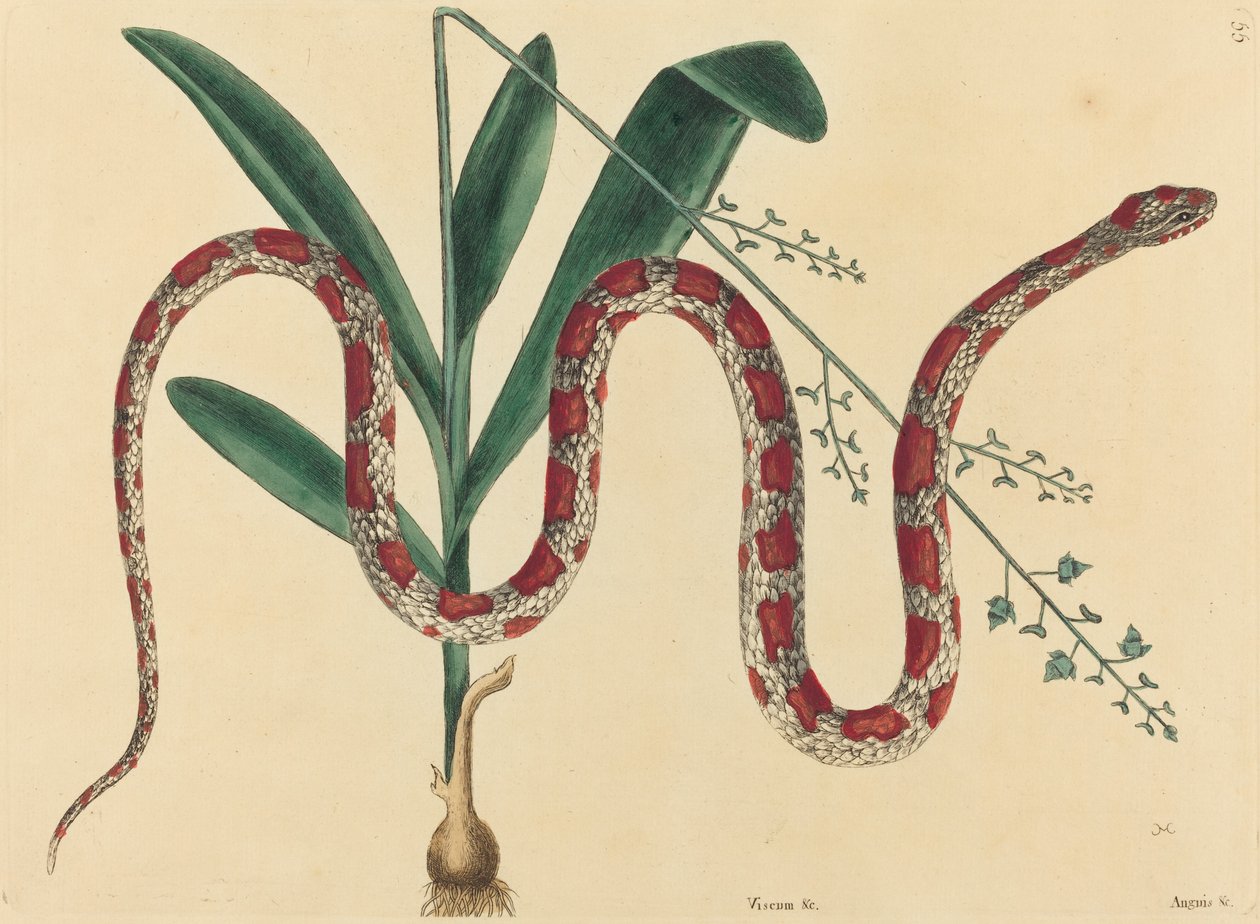 Mısır Yılanı (Coluber fulvius?) by Mark Catesby