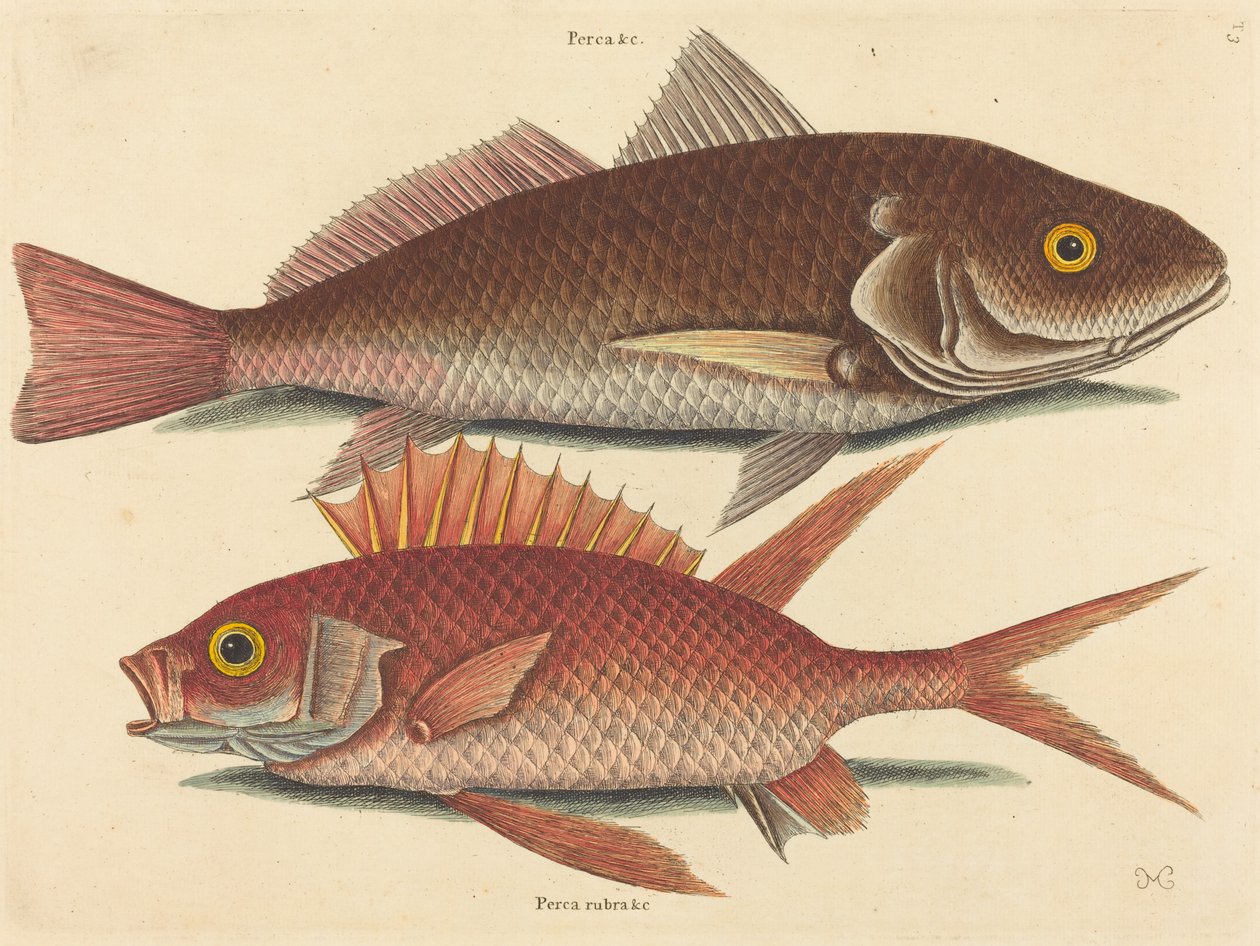 Croker (Perca undulata) by Mark Catesby