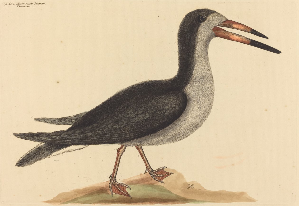 The Cutwater Rhynchops nigra, 1731-1743