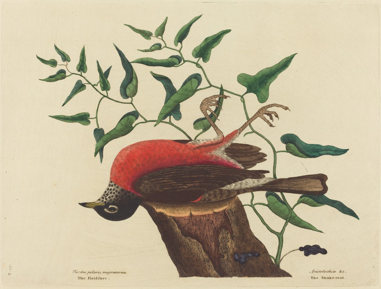 Carolina Turdus migratorius'un Fieldfare'i, 1731-1743'te yayınlandı. by Mark Catesby