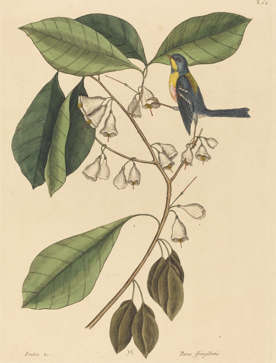 Finch Creeper (Parus americanus) by Mark Catesby