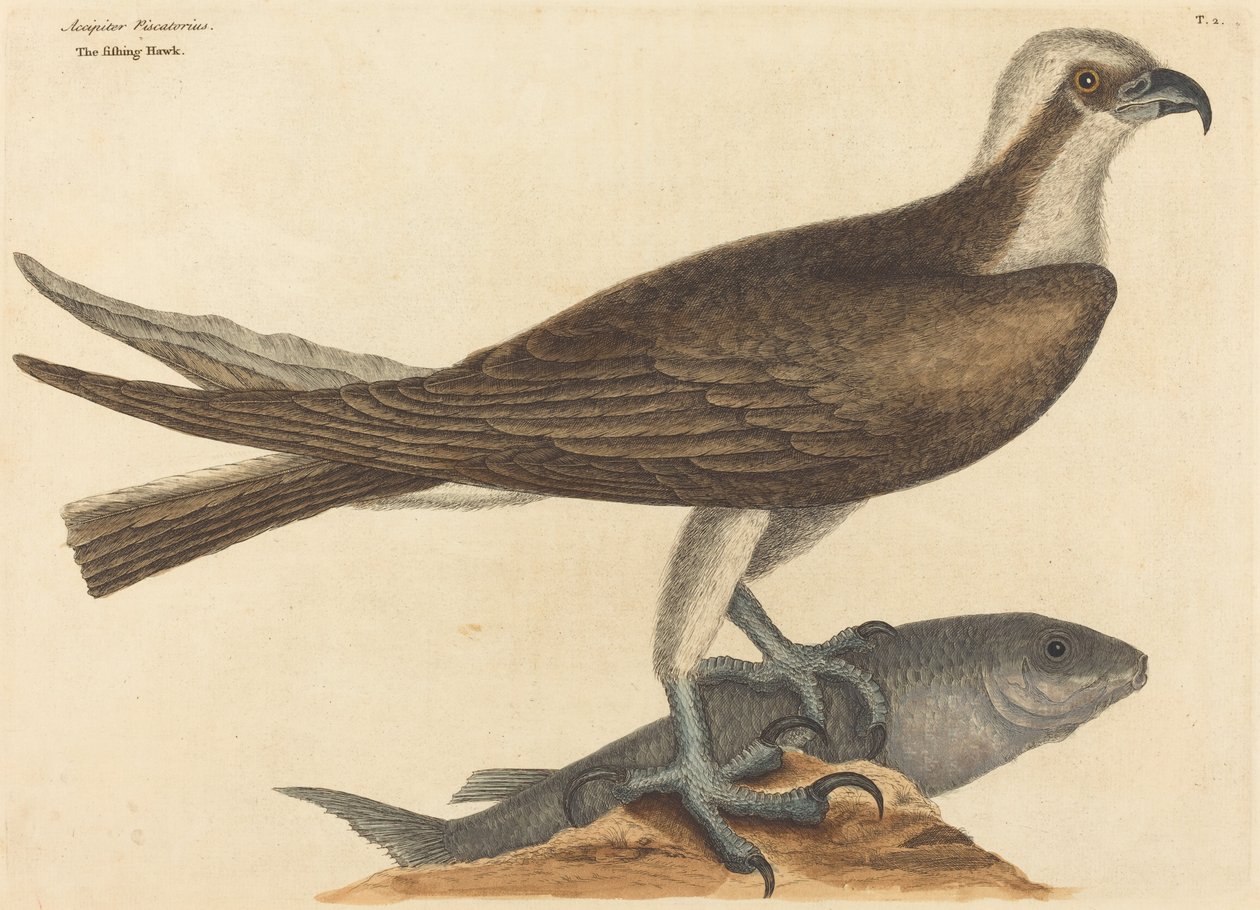 Balıkçı Şahin Falco haliaetus, 1754 yayınlandı. by Mark Catesby