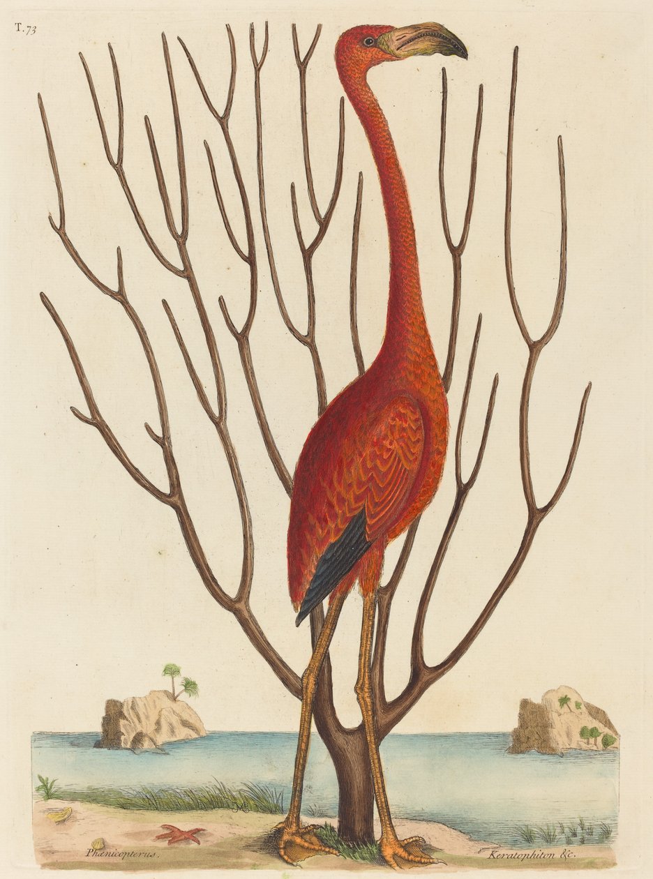 Flamingo Phoenicopterus ruber, 1731-1743