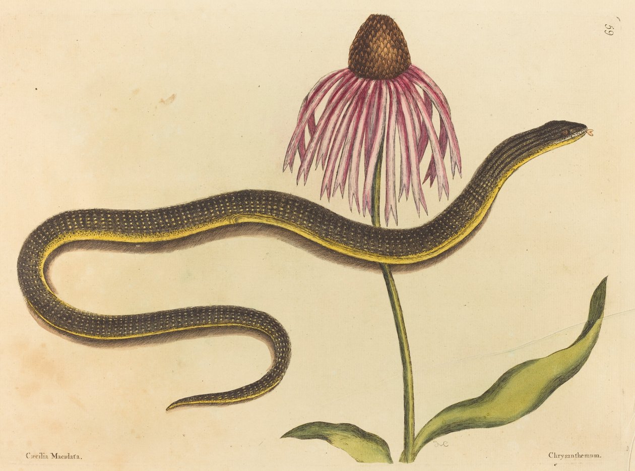 Cam Yılan (Anguis ventralis) by Mark Catesby
