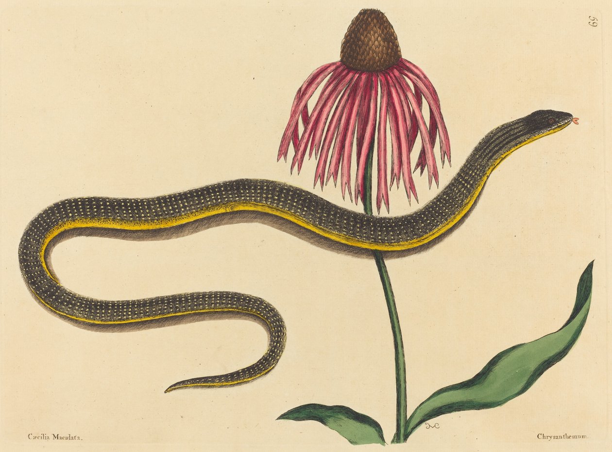 Cam Yılan (Anguis ventralis) by Mark Catesby