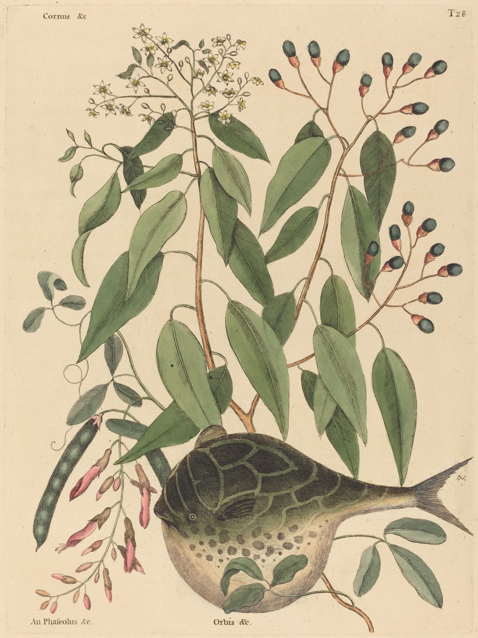 The Globe Fish Tetrodon lagocephalus, 1731-1743