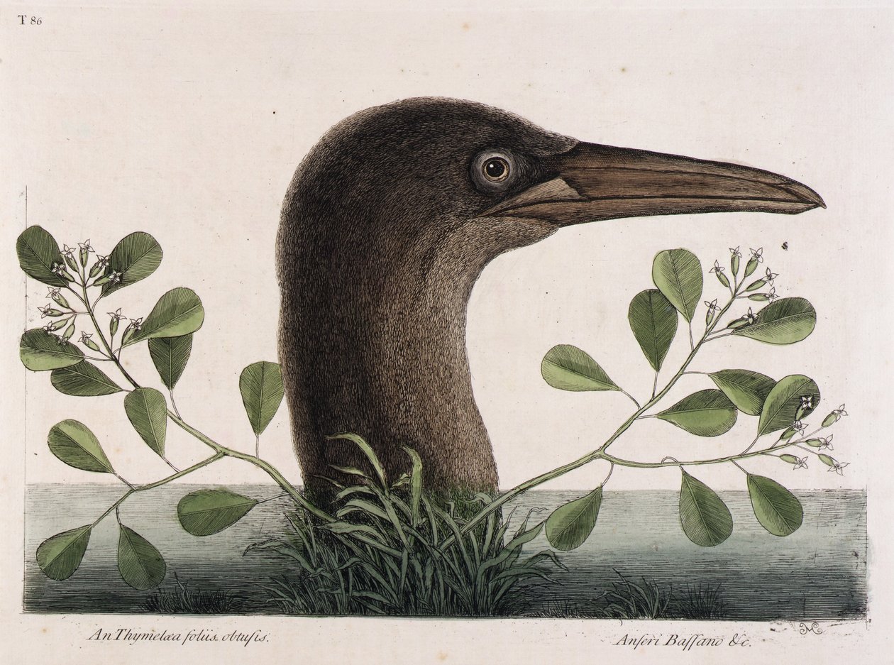  by Mark Catesby