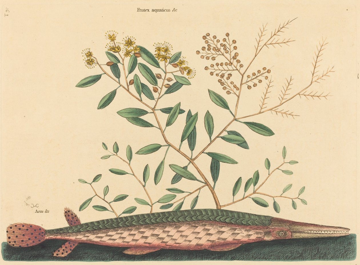 Yeşil Gar Balığı Esox osseus, 1731-1743