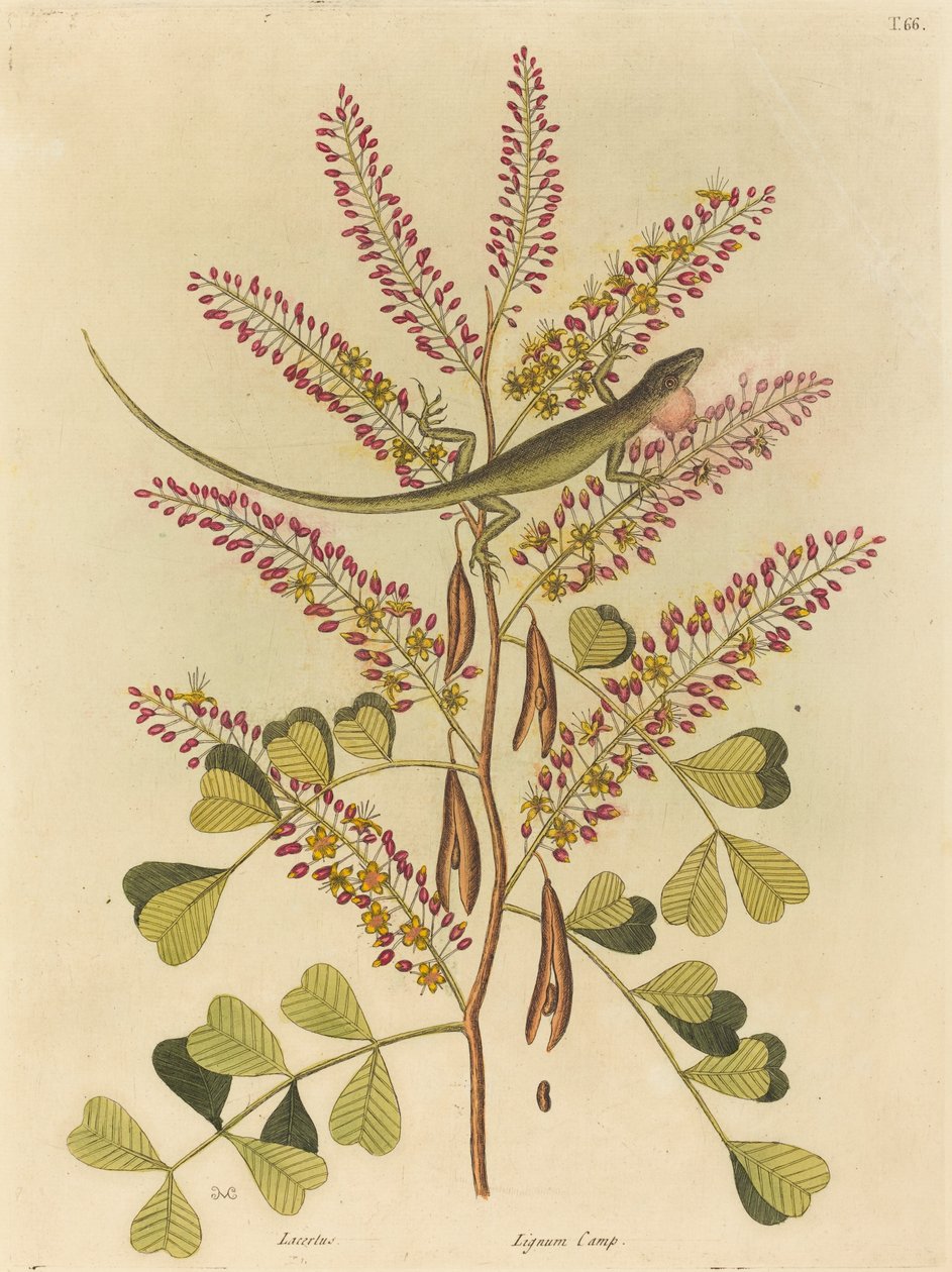 Jamaika