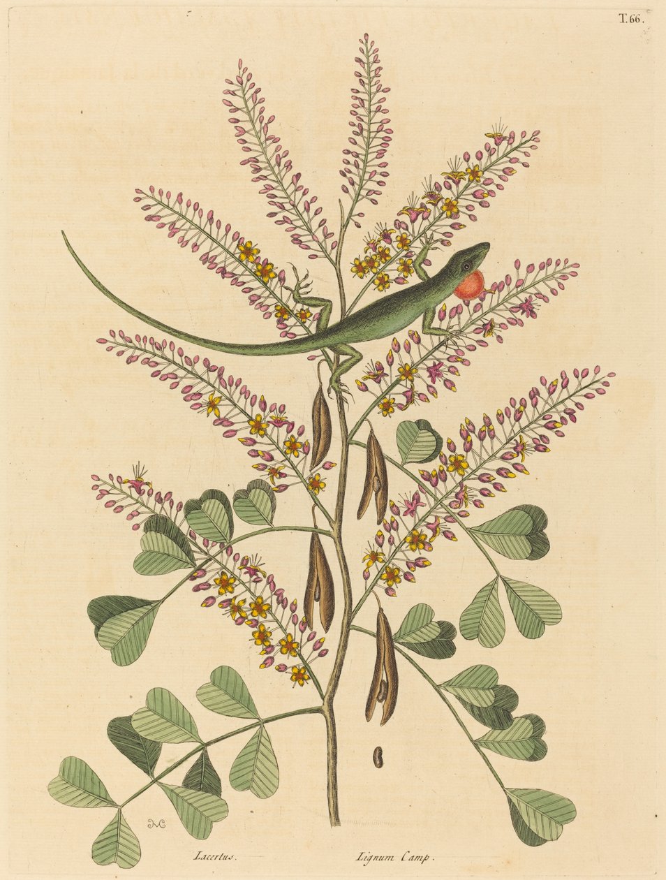 Jamaika