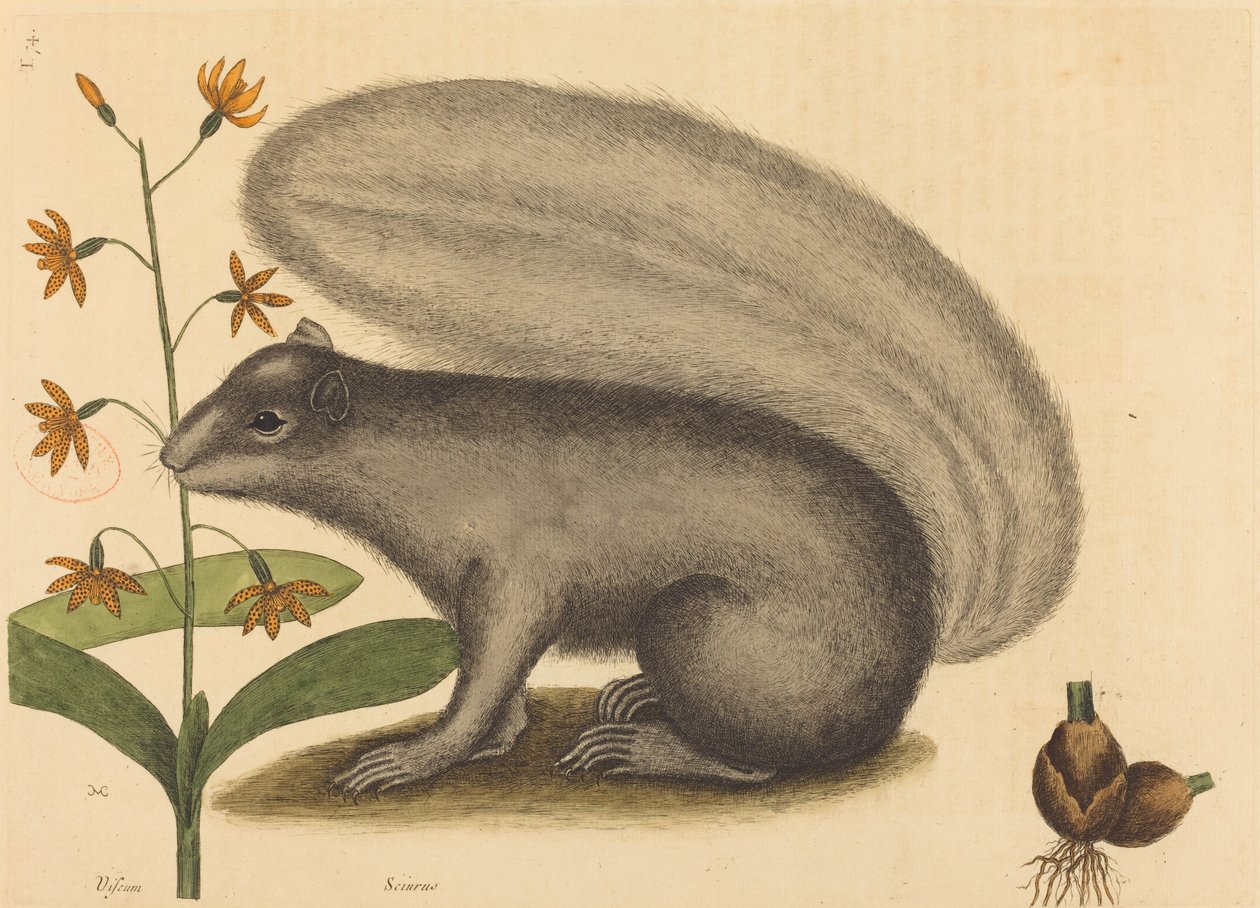 Boz Tilki Sincap (Sciurus cinereus) by Mark Catesby