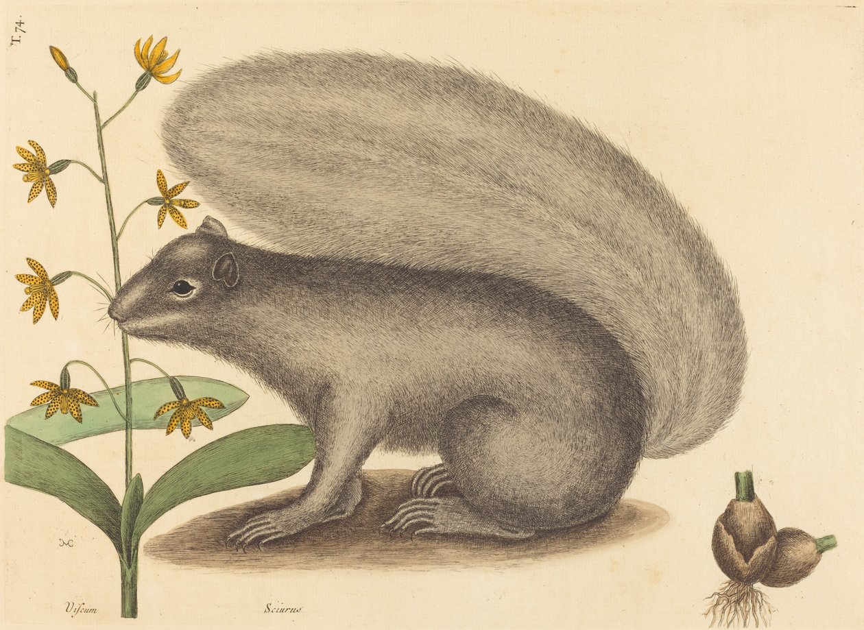Boz Tilki Sincap (Sciurus cinereus) by Mark Catesby