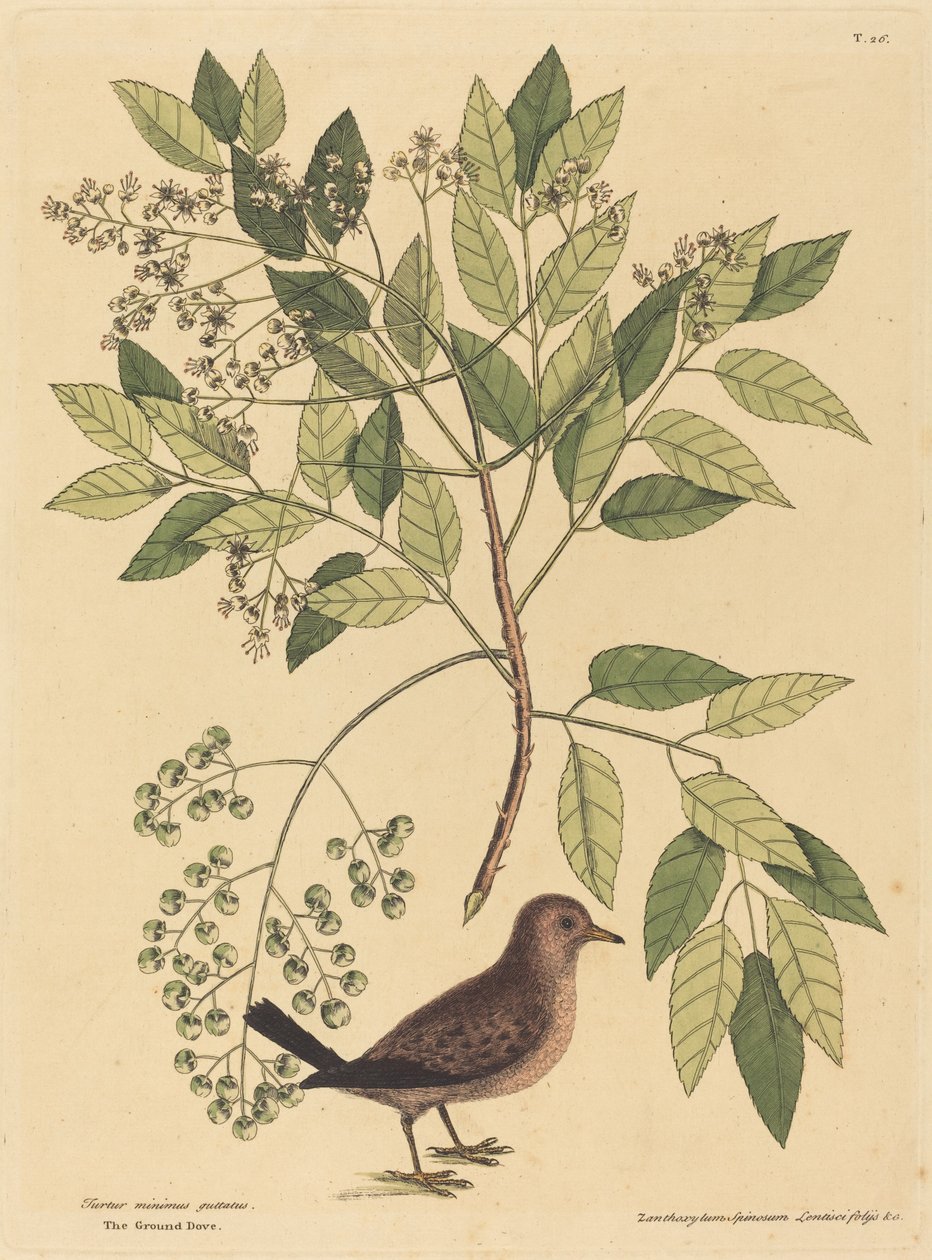 Yer Güvercini Columba passerina, 1731-1743 yayınlandı. by Mark Catesby