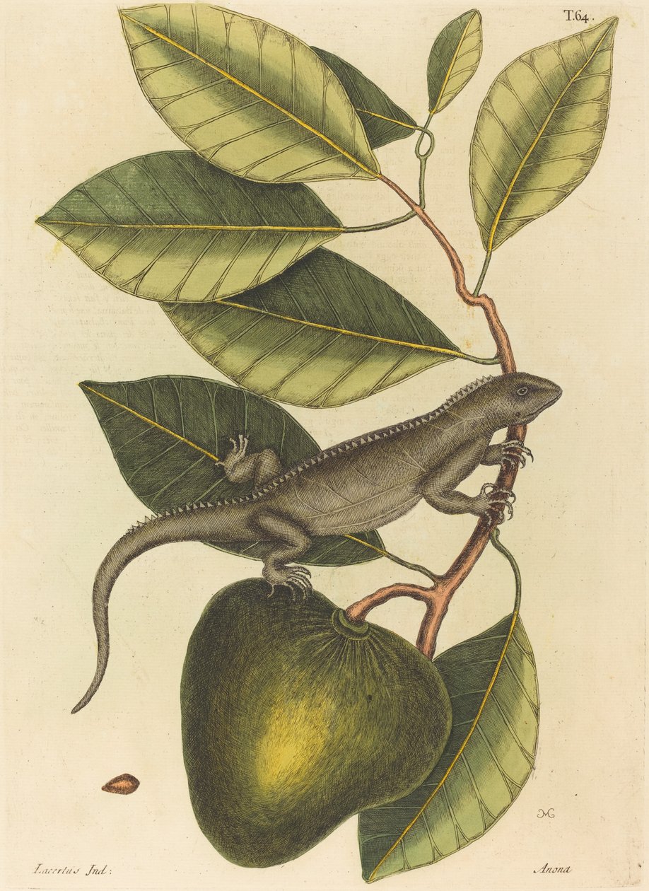 Guana Lacerta Iguana, 1731-1743'te yayınlandı. by Mark Catesby