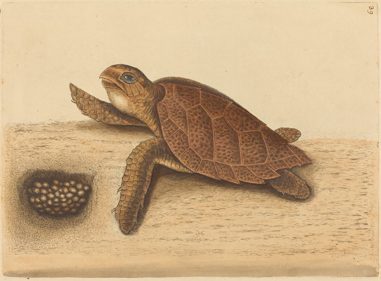 Şahin gagalı Kaplumbağa (Testudo caretta) by Mark Catesby