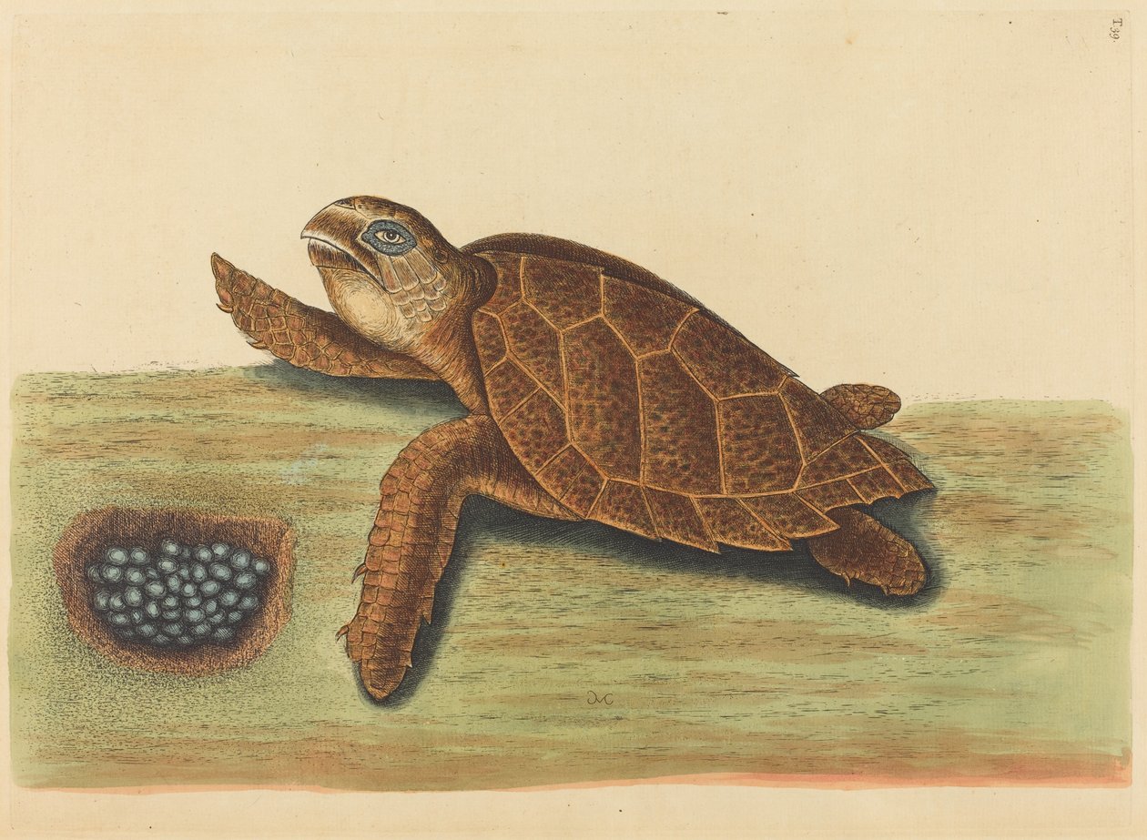 Şahin gagalı Kaplumbağa (Testudo caretta) by Mark Catesby