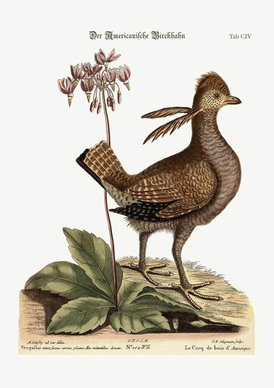 Heathcock, 1749-73 by Mark Catesby