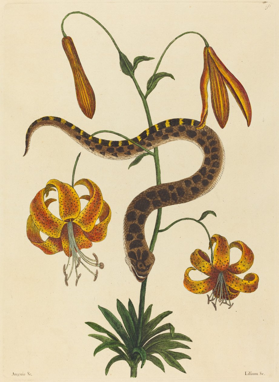 Domuz Burunlu Yılan (Boa contortrix) by Mark Catesby