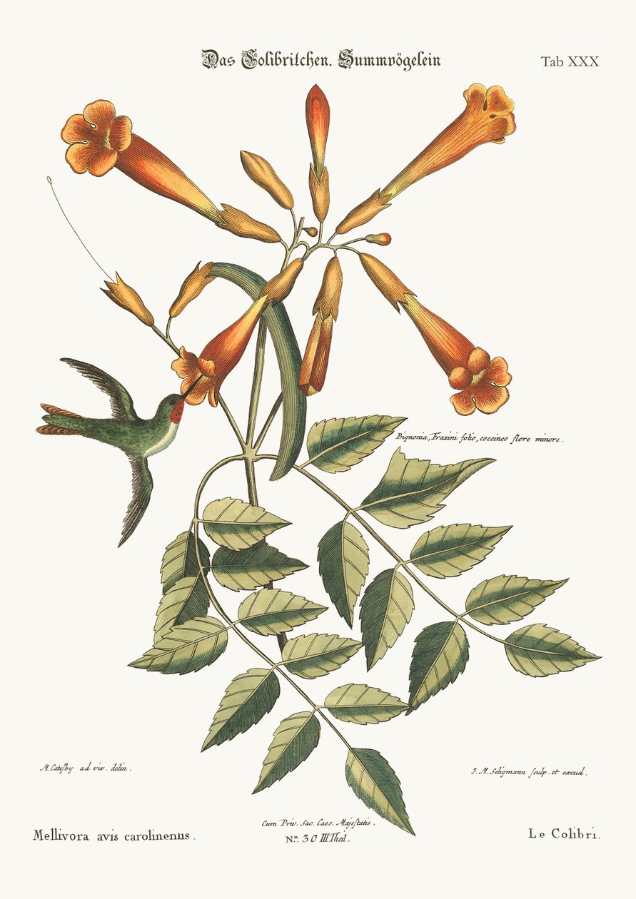 Sinek Kuşu, 1749-73 by Mark Catesby