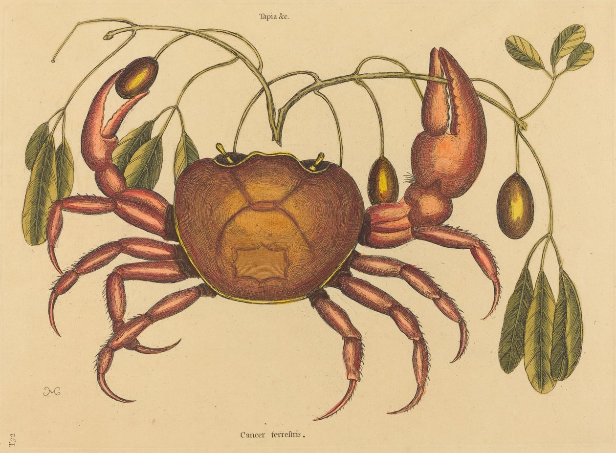 Kara yengeç (Kanser ruricola) by Mark Catesby