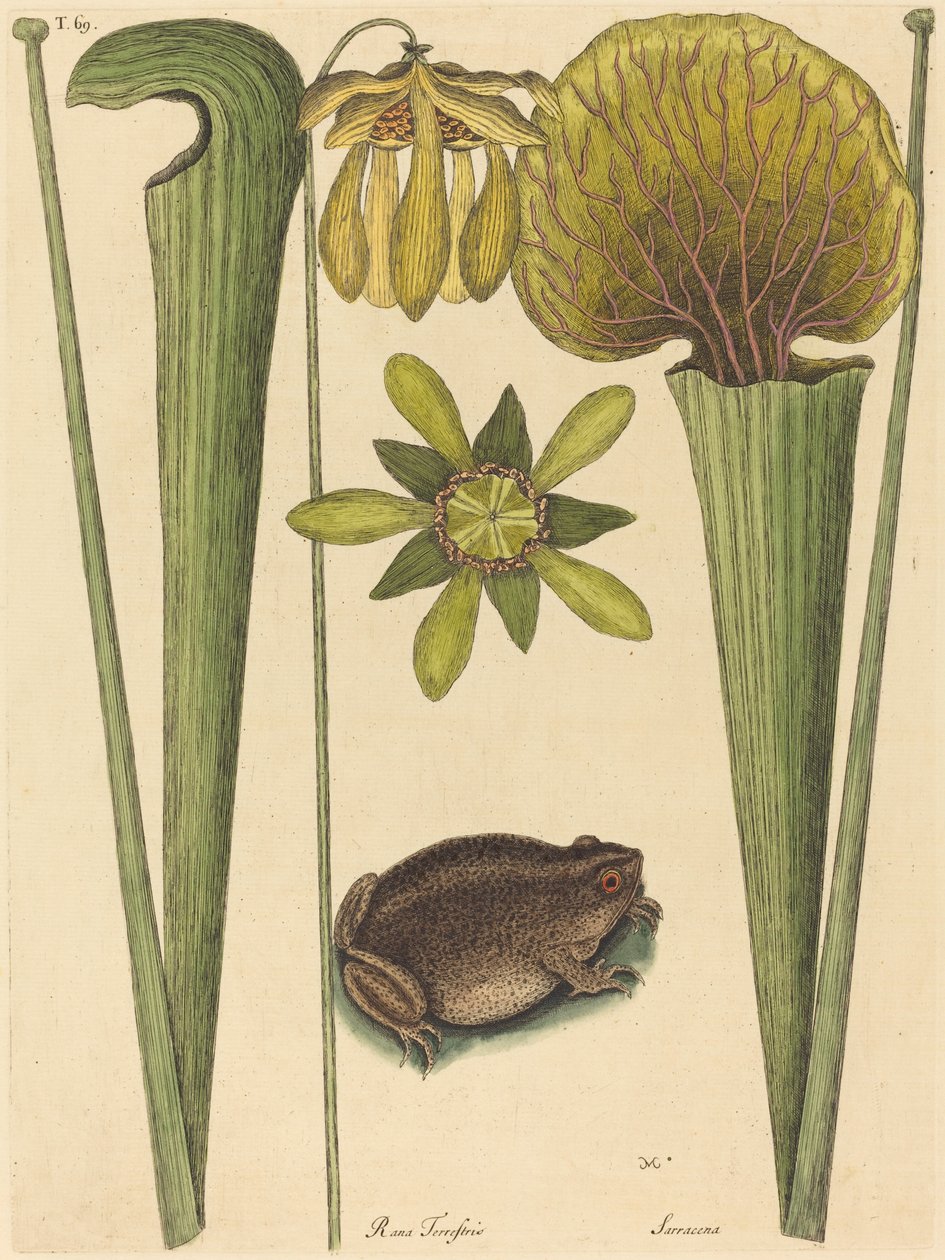 Kara Kurbağası (Rana) by Mark Catesby