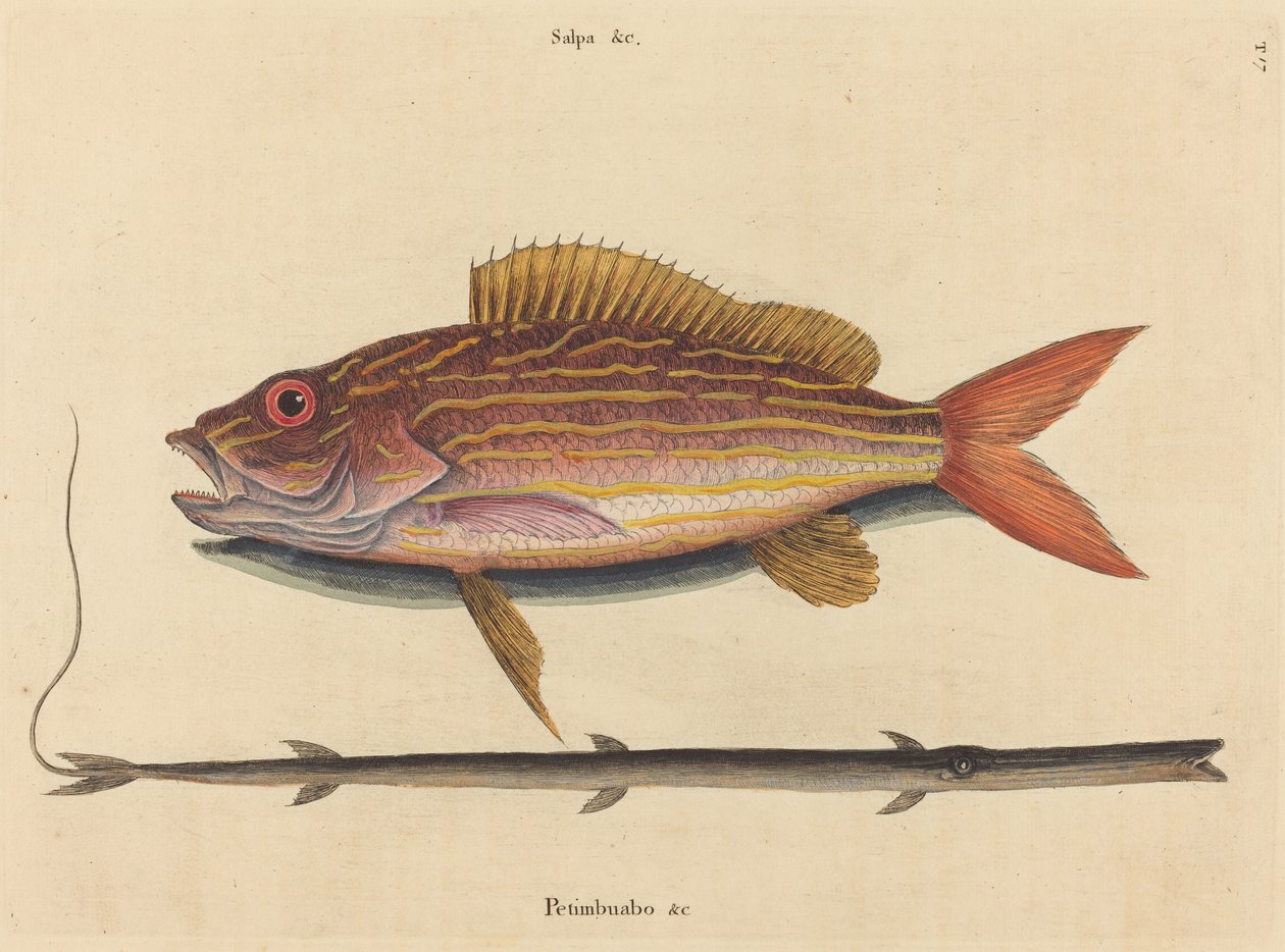 The Lane-snapper Sparus synagris, 1731-1743