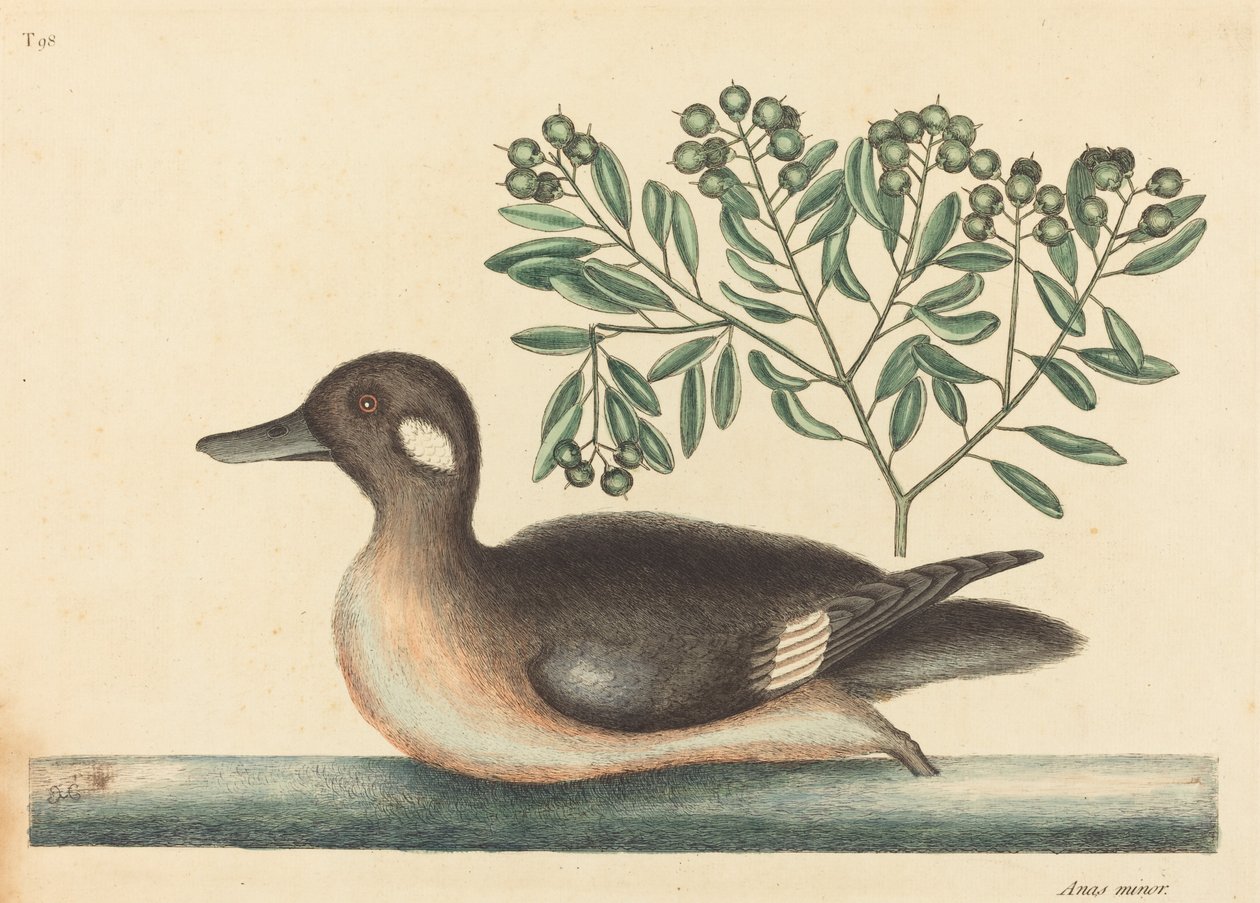 Küçük Kahverengi Ördek Anas rustica, 1754 yayınlandı. by Mark Catesby