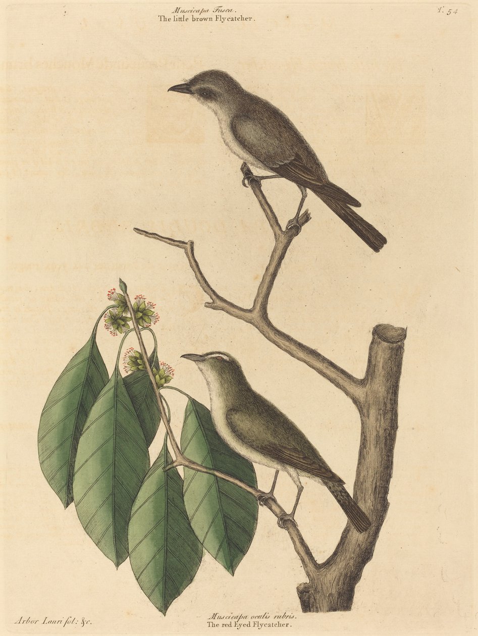 Küçük Kahverengi Sinekkapan, 1731-1743